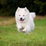 真っ白でモフモフな犬種5選　可愛すぎる特徴やお世話の注意点まで解説(ブログ)