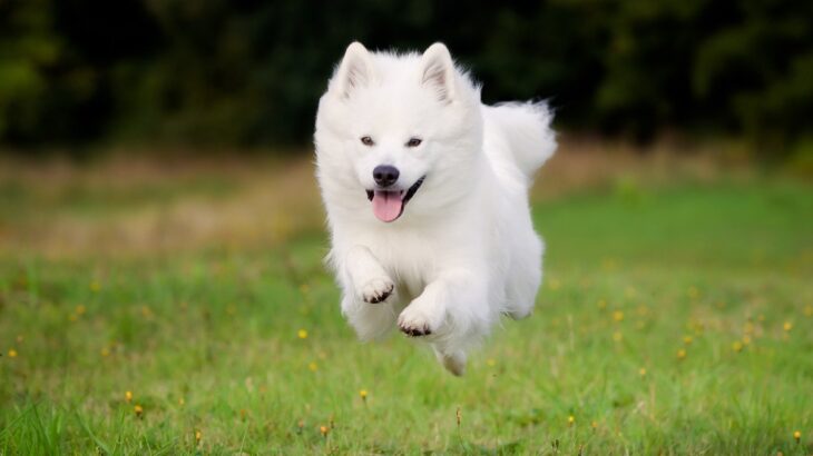 真っ白でモフモフな犬種5選　可愛すぎる特徴やお世話の注意点まで解説(ブログ)