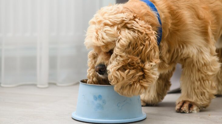 犬のご飯における『誤った認識』５選　健康被害をもたらす可能性や正しい与え方まで(ブログ)