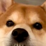 キッチンではしゃいでいた犬→唇が乾いてしまい…思わず笑ってしまう『まさかの表情』が15万再生「なんでそうなったｗ」「私もなる」と爆笑(ブログ)