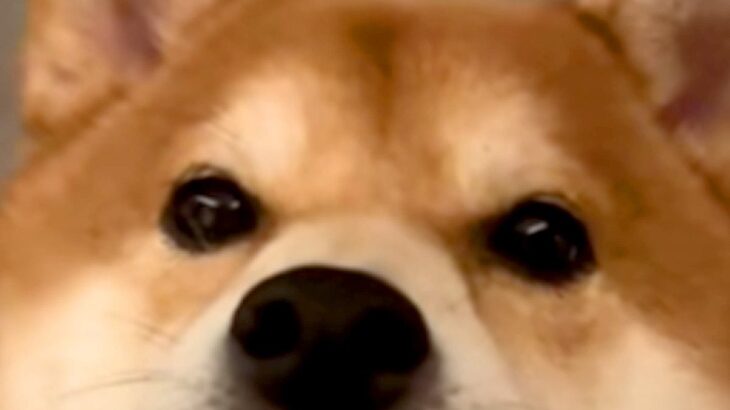 キッチンではしゃいでいた犬→唇が乾いてしまい…思わず笑ってしまう『まさかの表情』が15万再生「なんでそうなったｗ」「私もなる」と爆笑(ブログ)