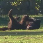 ドッグランで誰にも構ってもらえなかった大型犬→想像以上に激しい『ひとり遊び』が94万再生「デカすぎて別の生物かとｗｗｗ」「可愛すぎ」(ブログ)