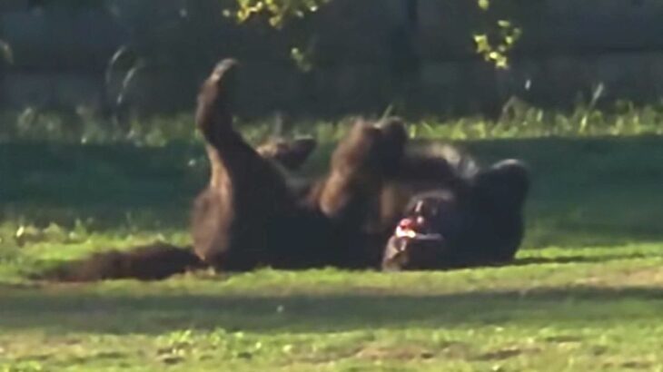 ドッグランで誰にも構ってもらえなかった大型犬→想像以上に激しい『ひとり遊び』が94万再生「デカすぎて別の生物かとｗｗｗ」「可愛すぎ」(ブログ)