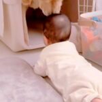 赤ちゃんがハイハイで『大型犬のクレートに近付いた』結果→戸惑ってしまい…困り果てる光景が可愛いと反響「配慮が素晴らしい」「視線たまらん」(ブログ)