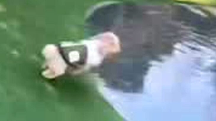 ドッグランで池の周りを走る犬→次の瞬間…まるで芸人のような『まさかのハプニング』が34万再生「絶対笑い取るために行ってるｗ」「ありゃー」(ブログ)