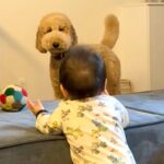 つかまり立ちする赤ちゃん→近くで見ていた大型犬が…まるで『本当のお姉ちゃんのような行動』が12万再生「中に人が入ってる」「ほのぼの」(ブログ)