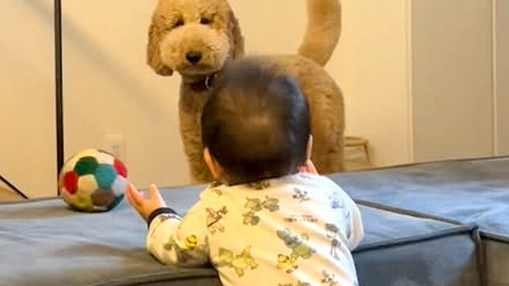 つかまり立ちする赤ちゃん→近くで見ていた大型犬が…まるで『本当のお姉ちゃんのような行動』が12万再生「中に人が入ってる」「ほのぼの」(ブログ)