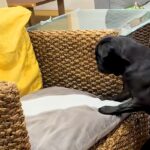 亡くなった猫の四十九日に、仲良しだった犬が…帰ってきたとしか思えない『衝撃の行動』が82万再生「遊んでる…」「猫パンチ繰り出してるね」(ブログ)