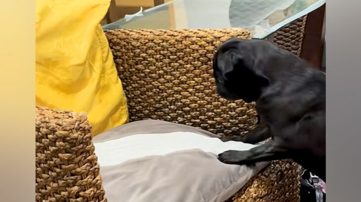 亡くなった猫の四十九日に、仲良しだった犬が…帰ってきたとしか思えない『衝撃の行動』が82万再生「遊んでる…」「猫パンチ繰り出してるね」(ブログ)