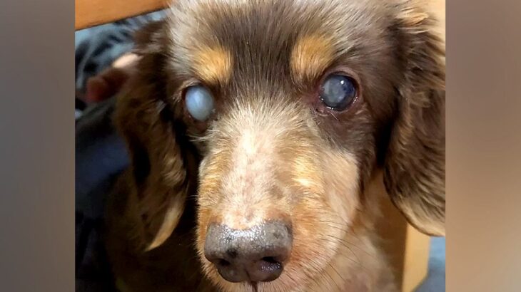 『目が見えないから』と捨てられた老犬→猫たちのいる家にお迎えした結果…涙が止まらない『感動の物語』に反響「分かってるんだ」「優しい」(ブログ)