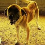 『戻ってきて…』食用として育てられた保護犬→ある家族がお迎えした結果…涙が止まらない『1匹の犬の物語』が115万再生「大号泣」「顔が…」(ブログ)