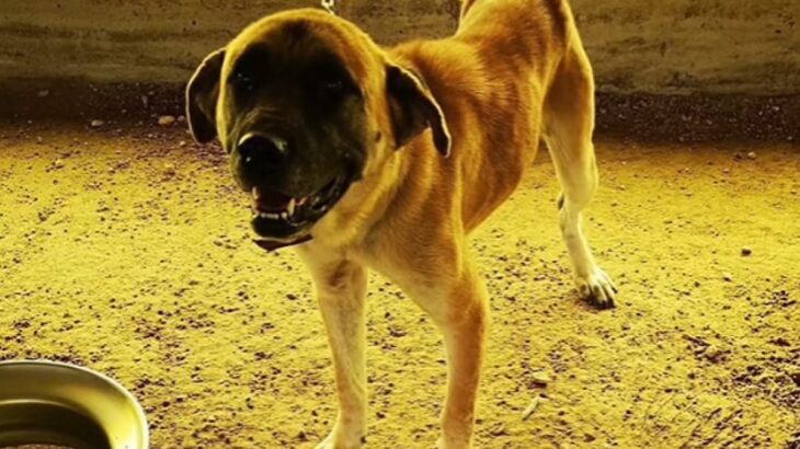 『戻ってきて…』食用として育てられた保護犬→ある家族がお迎えした結果…涙が止まらない『1匹の犬の物語』が115万再生「大号泣」「顔が…」(ブログ)