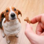 犬に『おやつ』与えすぎな量とは？食べ過ぎによる悪影響や適正量まで解説(ブログ)