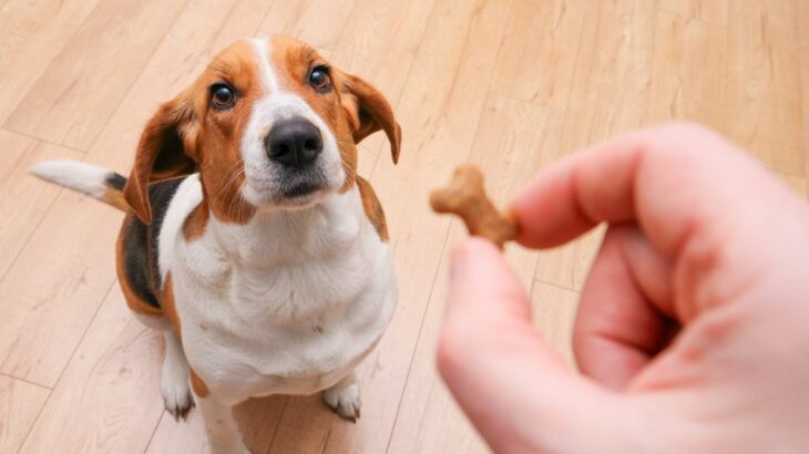 犬に『おやつ』与えすぎな量とは？食べ過ぎによる悪影響や適正量まで解説(ブログ)