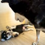 生後1ヶ月の赤ちゃん犬に『社会の厳しさ』を教えるママ犬…母親として奮闘する光景が26万再生「教育していて尊敬する」「母ちゃんは大変だ」(ブログ)
