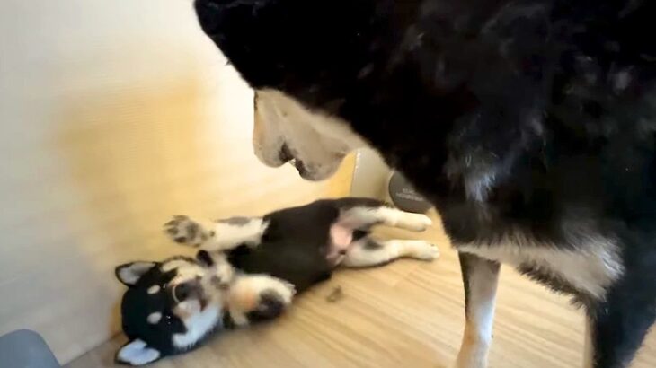 生後1ヶ月の赤ちゃん犬に『社会の厳しさ』を教えるママ犬…母親として奮闘する光景が26万再生「教育していて尊敬する」「母ちゃんは大変だ」(ブログ)