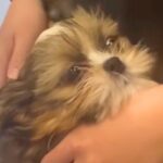 病院で注射をした子犬→ずっとお腹をかくので、心配して戻った結果…医師から告げられた『まさかの診断名』に爆笑「愛おしい」「可愛すぎｗｗ」(ブログ)