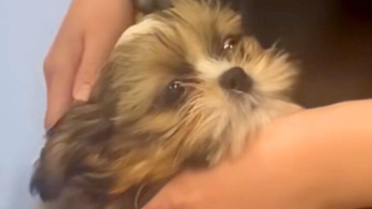 病院で注射をした子犬→ずっとお腹をかくので、心配して戻った結果…医師から告げられた『まさかの診断名』に爆笑「愛おしい」「可愛すぎｗｗ」(ブログ)
