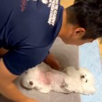 『生まれてくる赤ちゃんのための練習』をするパパと犬→まさかの『赤ちゃん役が上手すぎる光景』が477万再生「されるがままｗ」「いい子すぎ」(ブログ)