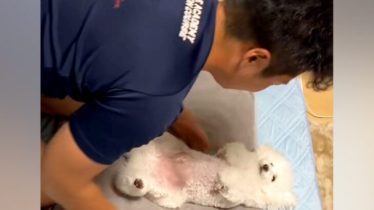 『生まれてくる赤ちゃんのための練習』をするパパと犬→まさかの『赤ちゃん役が上手すぎる光景』が477万再生「されるがままｗ」「いい子すぎ」(ブログ)