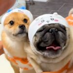 犬に『ピザハットの配達来るから吠えちゃダメ』と伝えた結果→思わず吹き出す光景が99万再生「コントで草」「ピンポーンを待つ私がいた」(ブログ)
