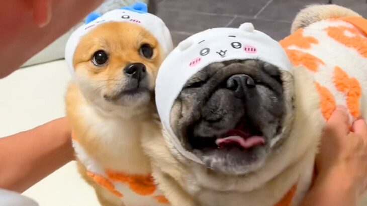 犬に『ピザハットの配達来るから吠えちゃダメ』と伝えた結果→思わず吹き出す光景が99万再生「コントで草」「ピンポーンを待つ私がいた」(ブログ)