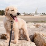 【獣医師執筆】冬の時期の子犬をお迎えするなら…飼い主さんは「こんなこと」に気を付けて！(ブログ)