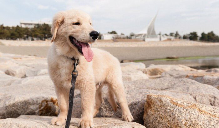 【獣医師執筆】冬の時期の子犬をお迎えするなら…飼い主さんは「こんなこと」に気を付けて！(ブログ)