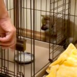 ご飯で大はしゃぎする子犬→ケージの中に器を入れたら…どんくさすぎる『まさかの行動』が54万再生「焦りすぎｗｗ」「おバカほどかわいい」(ブログ)