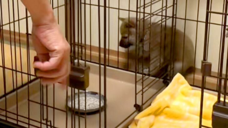 ご飯で大はしゃぎする子犬→ケージの中に器を入れたら…どんくさすぎる『まさかの行動』が54万再生「焦りすぎｗｗ」「おバカほどかわいい」(ブログ)