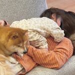 お出かけで疲れ果てた1歳の女の子と犬2匹→ママの上に乗っかって…尊すぎる『疲れの癒し方』が26万再生「幸せの重さ全開」「たまらん…」(ブログ)