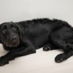 犬が『恐怖症』になっているサイン6つ　愛犬がトラウマを抱えてしまう原因とは？(ブログ)