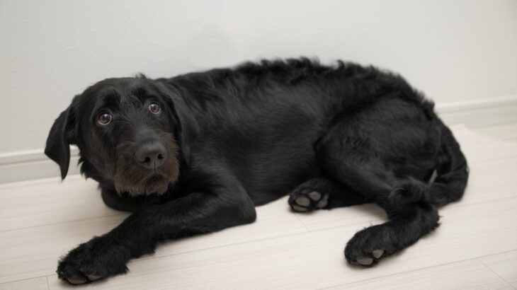 犬が『恐怖症』になっているサイン6つ　愛犬がトラウマを抱えてしまう原因とは？(ブログ)