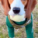 ボール遊びを楽しむ犬→帰る時間なので『おしまい』と告げると…わかりやす過ぎる『絶望』が166万再生「悲しみ溢れてる」「しっぽがｗ」(ブログ)