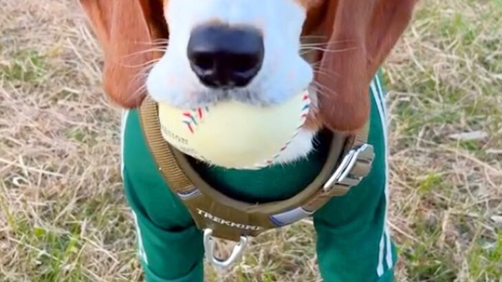 ボール遊びを楽しむ犬→帰る時間なので『おしまい』と告げると…わかりやす過ぎる『絶望』が166万再生「悲しみ溢れてる」「しっぽがｗ」(ブログ)