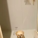 家の中で犬が行方不明に…探しまわった結果→予想の遥か上を行く『迷子になっていた理由』が62万再生「犬生1周目で草」「赤ちゃんすぎるｗ」(ブログ)