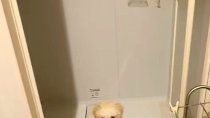 家の中で犬が行方不明に…探しまわった結果→予想の遥か上を行く『迷子になっていた理由』が62万再生「犬生1周目で草」「赤ちゃんすぎるｗ」(ブログ)