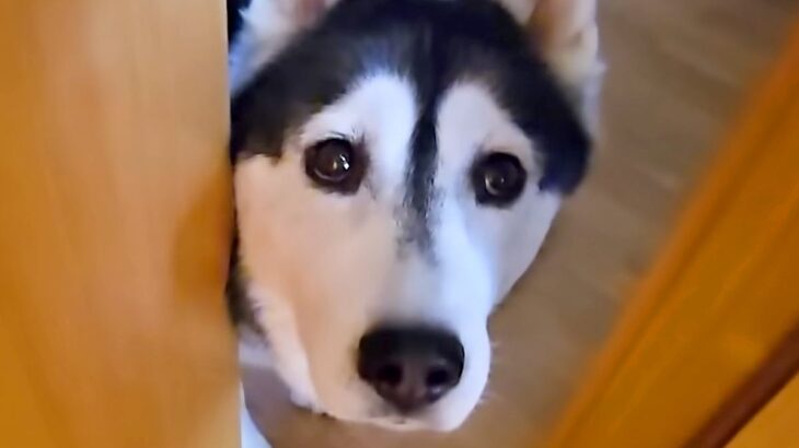 仕事中に大型犬が『ピンチです、来てください』と呼びに来たのでついて行くと…2匹の猫がしていた『謎行動』が11万再生「なんでそうなったｗ」(ブログ)