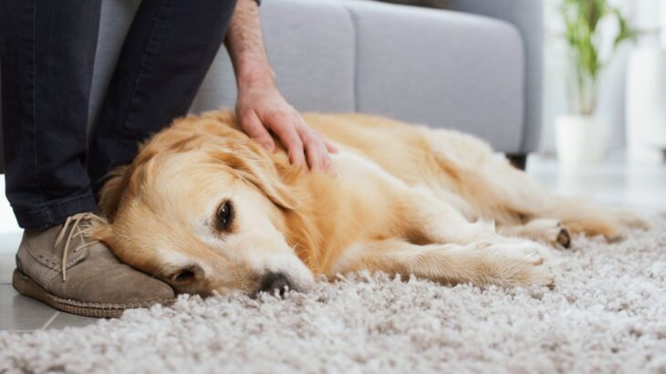 犬に苦痛を与える『撫で方』５選　良好な関係性を保つためのスキンシップまでご紹介(ブログ)