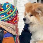 雪の中、小学校へ行く男の子を見送る秋田犬→小窓から見せた『いってらっしゃい』が尊すぎると絶賛「AIかと疑うレベル」「最高すぎ」と9万再生(ブログ)