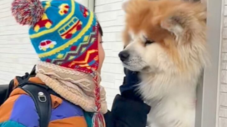 雪の中、小学校へ行く男の子を見送る秋田犬→小窓から見せた『いってらっしゃい』が尊すぎると絶賛「AIかと疑うレベル」「最高すぎ」と9万再生(ブログ)