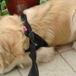 散歩に行くつもりの大型犬→『動物病院に行くこと』を伝えたら…子どものような『必死の抵抗』に反響「表情が可愛くて笑ったｗ」「微笑ましい」(ブログ)