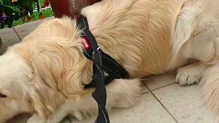 散歩に行くつもりの大型犬→『動物病院に行くこと』を伝えたら…子どものような『必死の抵抗』に反響「表情が可愛くて笑ったｗ」「微笑ましい」(ブログ)