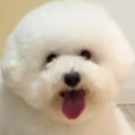 夫に犬をトリミングに連れて行くよう頼んだ結果→まるで別の動物…？衝撃的な姿で帰ってきた光景が115万再生「満足そうで草」「センスある」(ブログ)