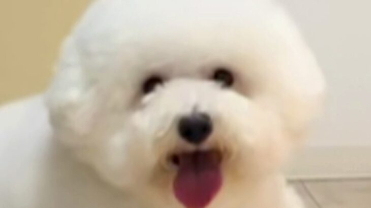 夫に犬をトリミングに連れて行くよう頼んだ結果→まるで別の動物…？衝撃的な姿で帰ってきた光景が115万再生「満足そうで草」「センスある」(ブログ)