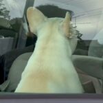 車でお留守番する犬→すぐに戻った結果…気付いた瞬間に見せた『動揺する表情』が面白すぎると51万再生「目が点で草」「人間そっくりｗｗ」(ブログ)