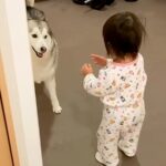 大きなシベリアンハスキーを怖がる1歳の女の子→それでも近づいて…尊すぎる『お互いの反応』が384万再生「ずっと見てられる」「優しい光景」(ブログ)