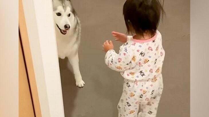 大きなシベリアンハスキーを怖がる1歳の女の子→それでも近づいて…尊すぎる『お互いの反応』が384万再生「ずっと見てられる」「優しい光景」(ブログ)