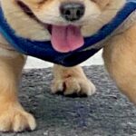 『チワワとは思えない』迫力がありすぎる犬のお散歩がSNSで話題　目を疑うほどの貫禄に「チワワ界のピットブル」「どすこいｗｗ」と1万いいね(ブログ)