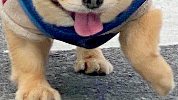 『チワワとは思えない』迫力がありすぎる犬のお散歩がSNSで話題　目を疑うほどの貫禄に「チワワ界のピットブル」「どすこいｗｗ」と1万いいね(ブログ)